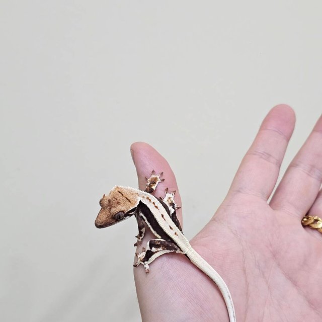 릴리화이트 화이트크라운