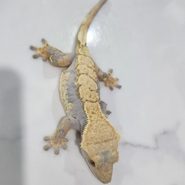 할리퀸