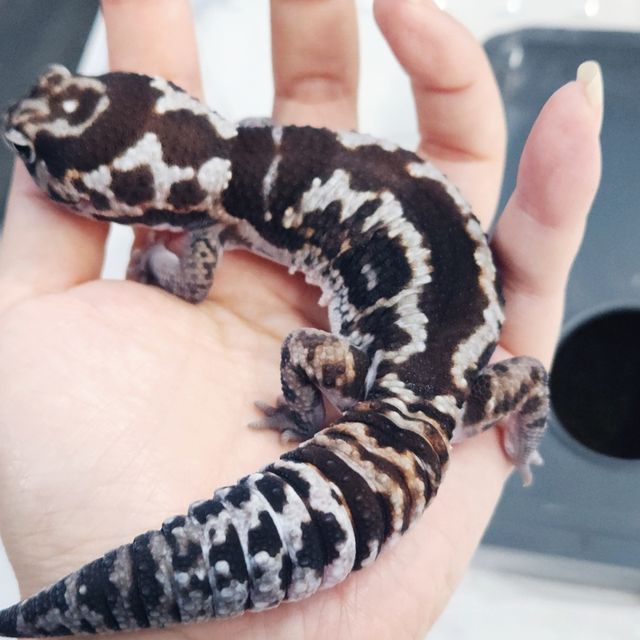 화이트아웃