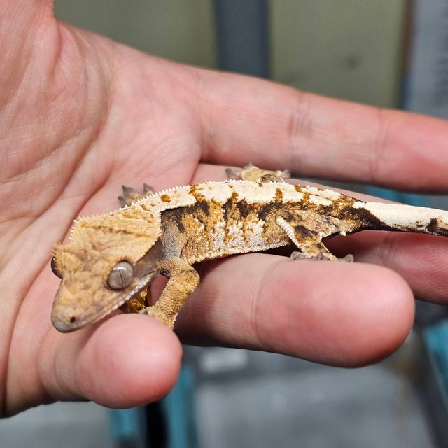 노멀 텐저린 트라이 익스트림할리퀸