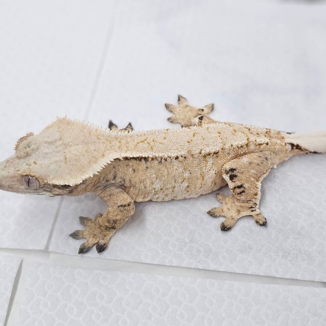 노멀 화이트스팟