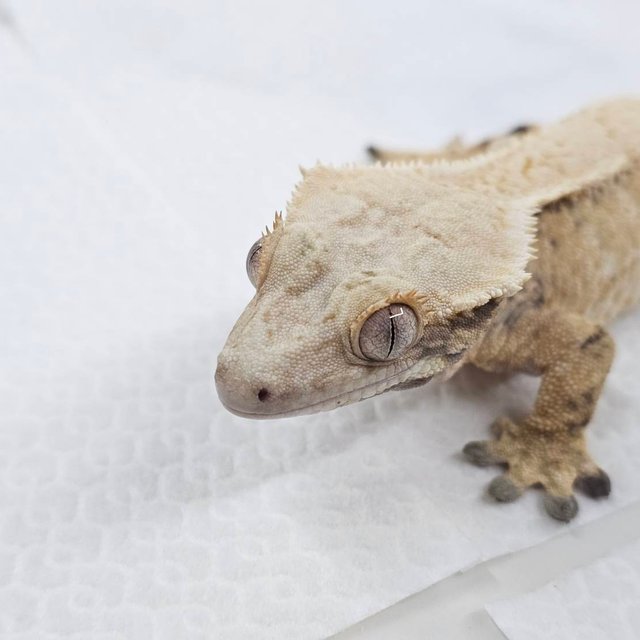 노멀 화이트스팟