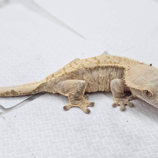 노멀 화이트스팟