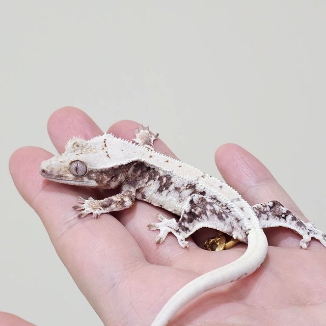 릴리100%헷아잔틱