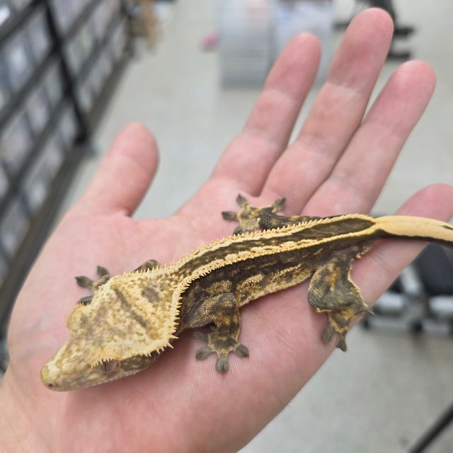 엠티백 풀핀 핀스트라이프