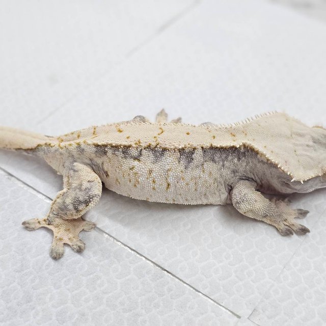 노멀 화이트스팟