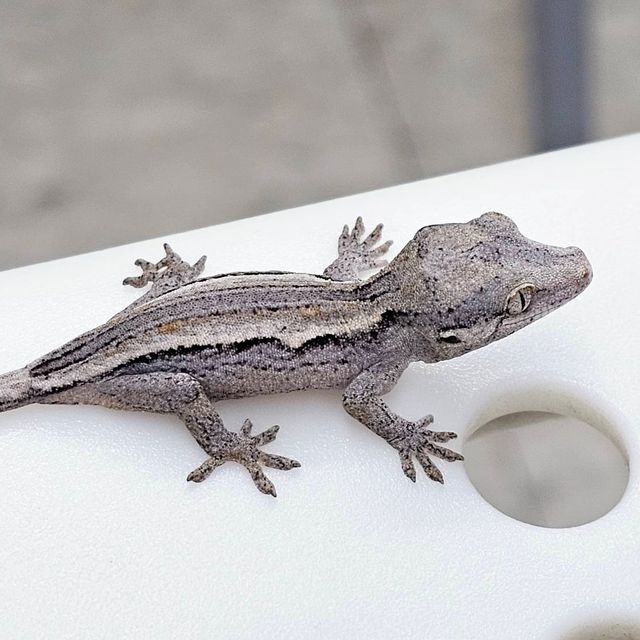 화이트 스트라이프