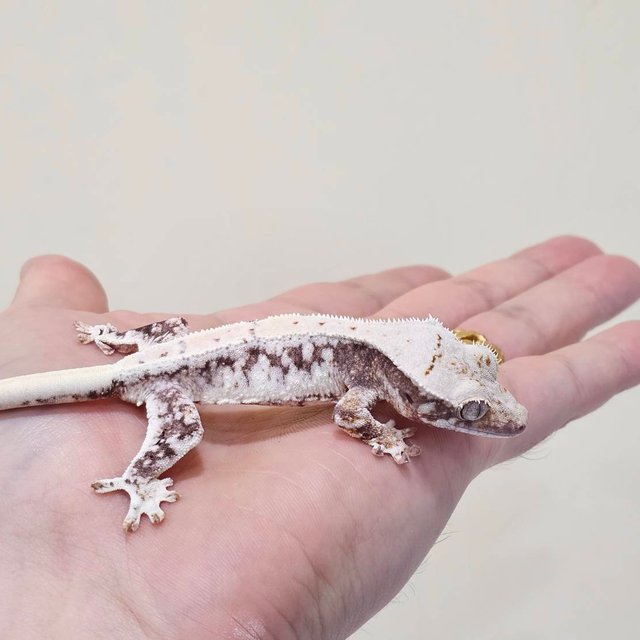 릴리100%헷아잔틱