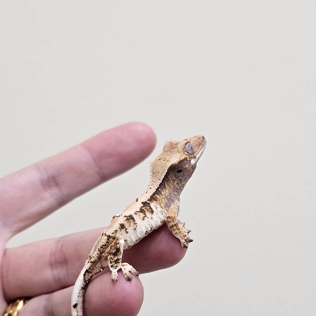 화이트스팟 트라이