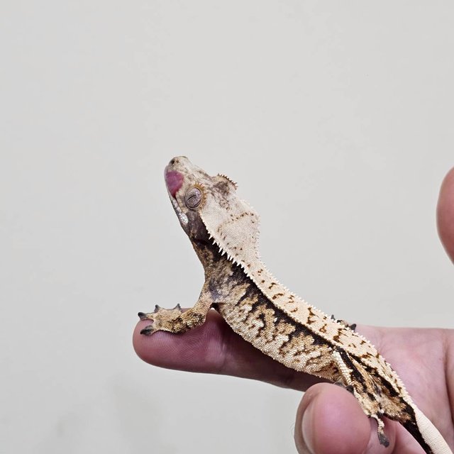 노멀 트라이 익스트림할리퀸