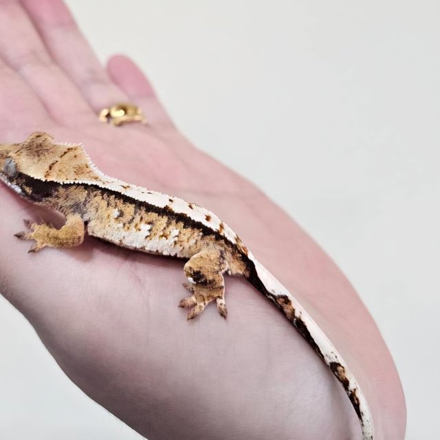 트라이 화이트스팟