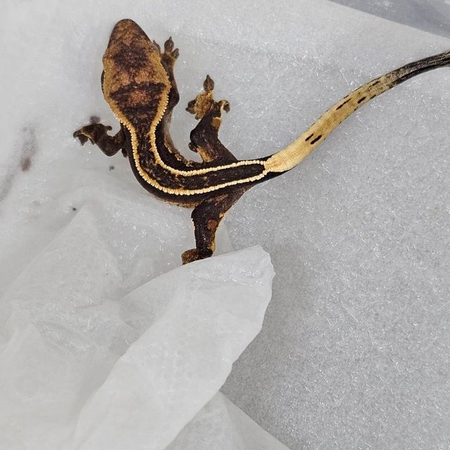 엠티백 핀스트라이프 풀핀 슈퍼스트라이프