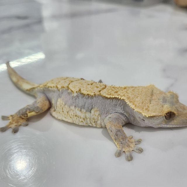 할리퀸