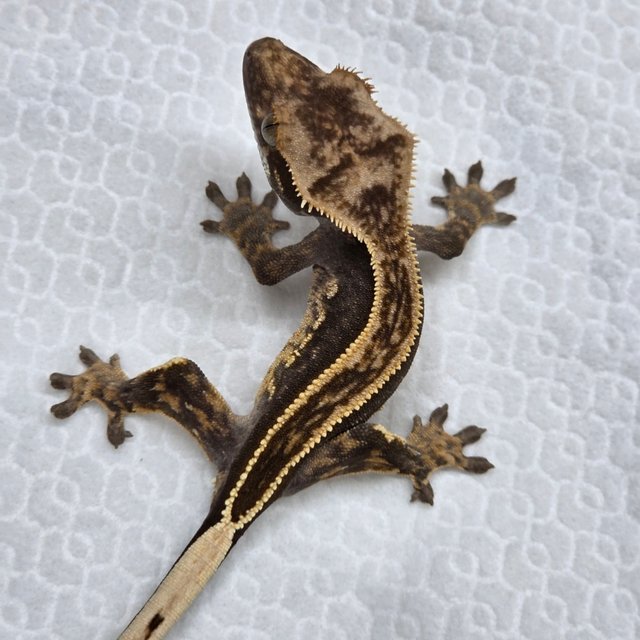 엠티백 풀핀 핀스트라이프 슈퍼스트라이프 블랙