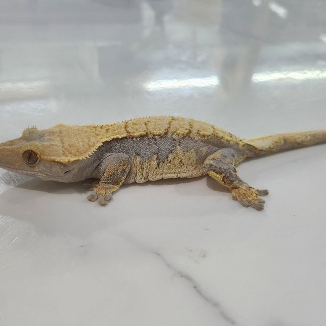 할리퀸