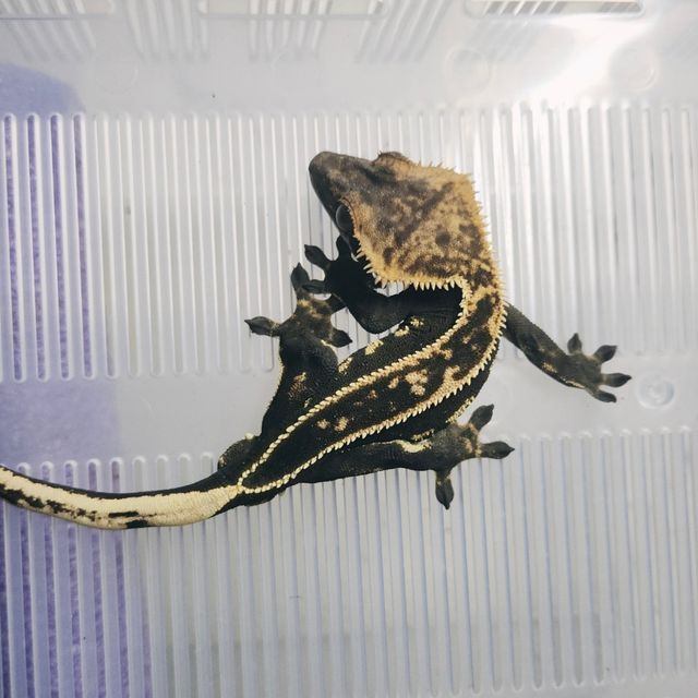 엠티백 블랙