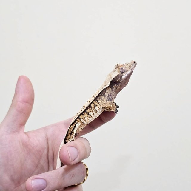 노멀 트라이 익스트림할리퀸