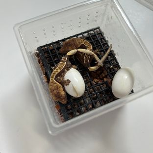 볼네이2세