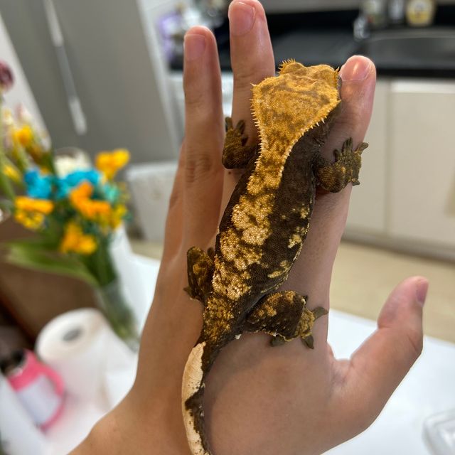 노멀 다크 할리퀸