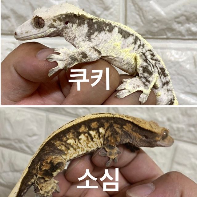 노멀 트라이 풀핀