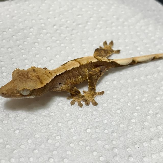 노멀 할리퀸