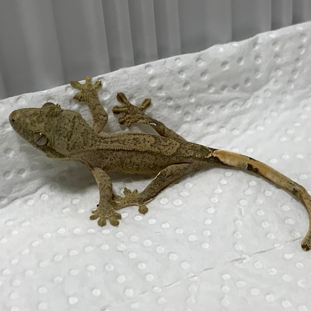 노멀 팬텀 다크