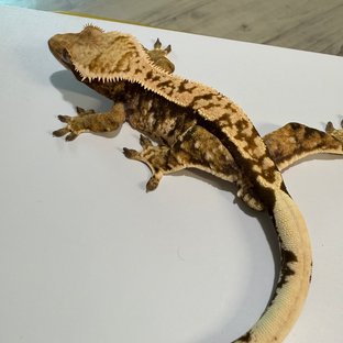 노멀 트라이 할리퀸 텐저린