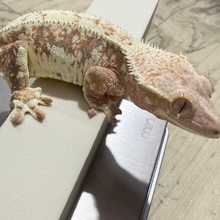 릴리화이트 드리피 텐저린 할리퀸