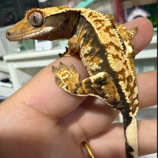 노멀 트라이 할리퀸 텐저린