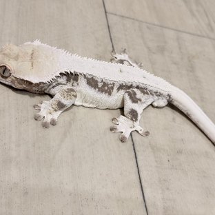 릴리화이트 화이트