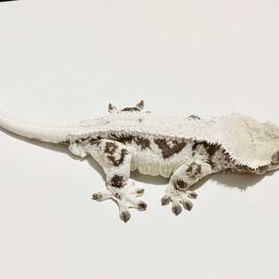 릴리화이트 화이트