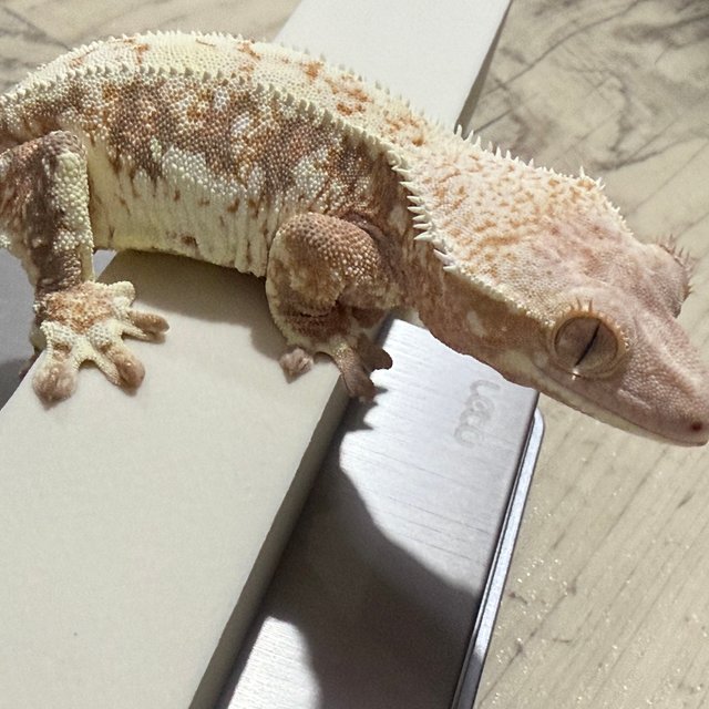 릴리화이트 드리피 텐저린 할리퀸