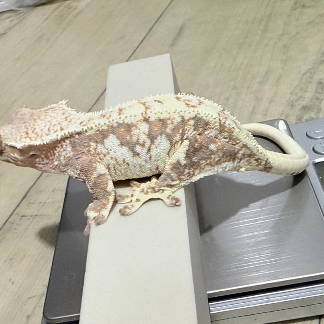 릴리화이트 드리피 텐저린 할리퀸