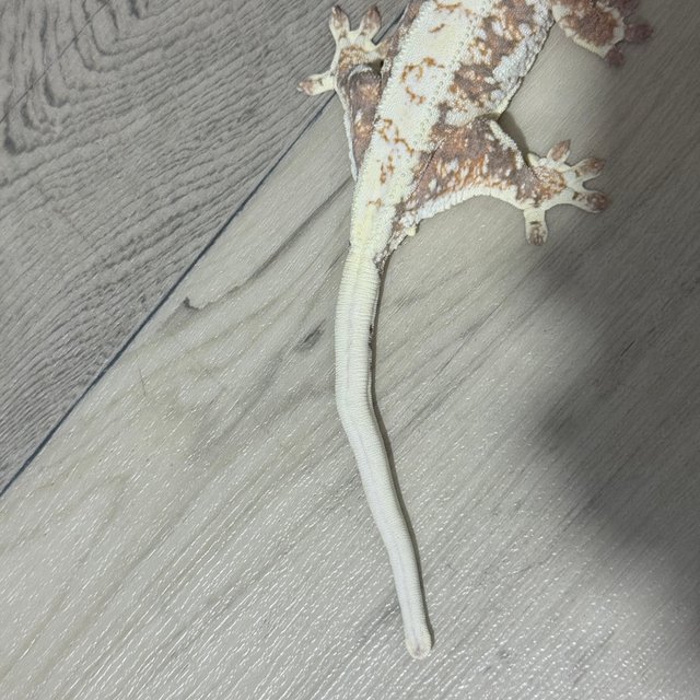 릴리화이트 드리피 텐저린 할리퀸