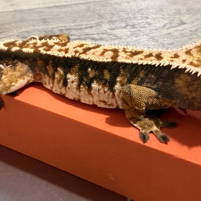 노멀 트라이 할리퀸 텐저린