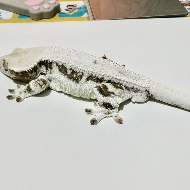 릴리화이트 화이트