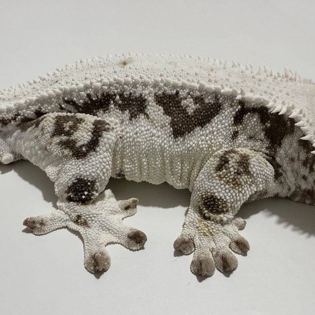 릴리화이트 화이트