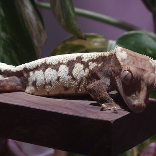 세이블