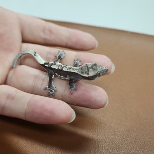 아잔틱