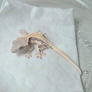 릴리 세이블