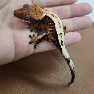 세이블 다크 블랙 텐저린 트라이 풀핀