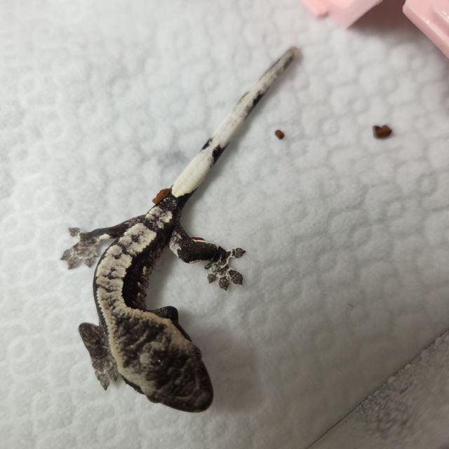 아잔틱