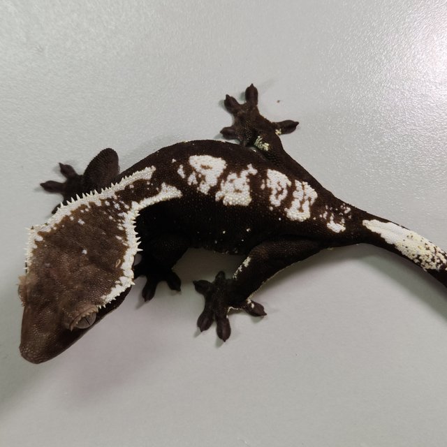 아잔틱 화이트핀 화이트스팟 다크 블랙