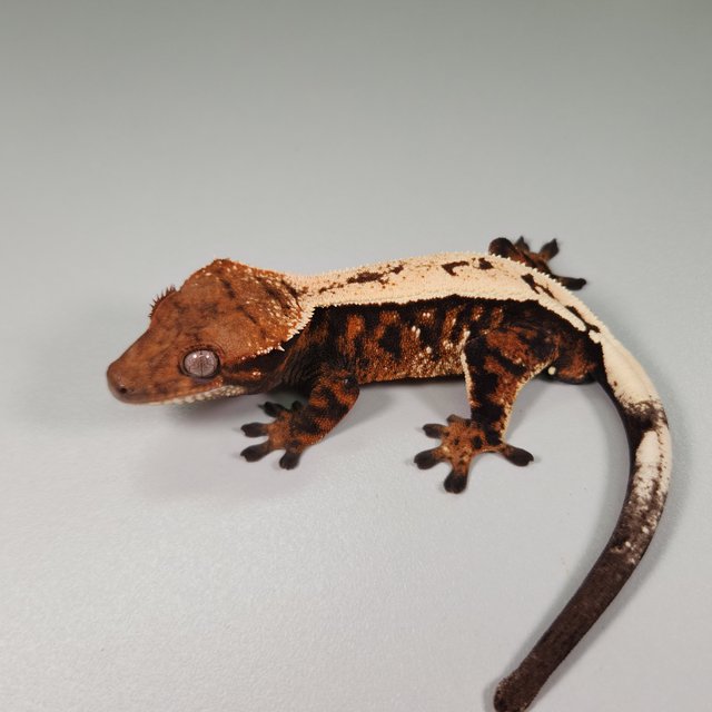 세이블 트라이 다크 화이트스팟 텐저린