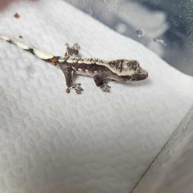 아잔틱