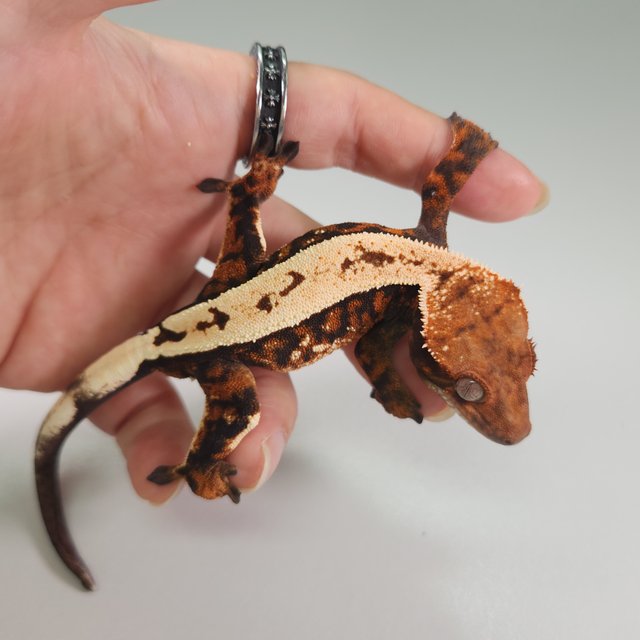 세이블 트라이 다크 화이트스팟 텐저린