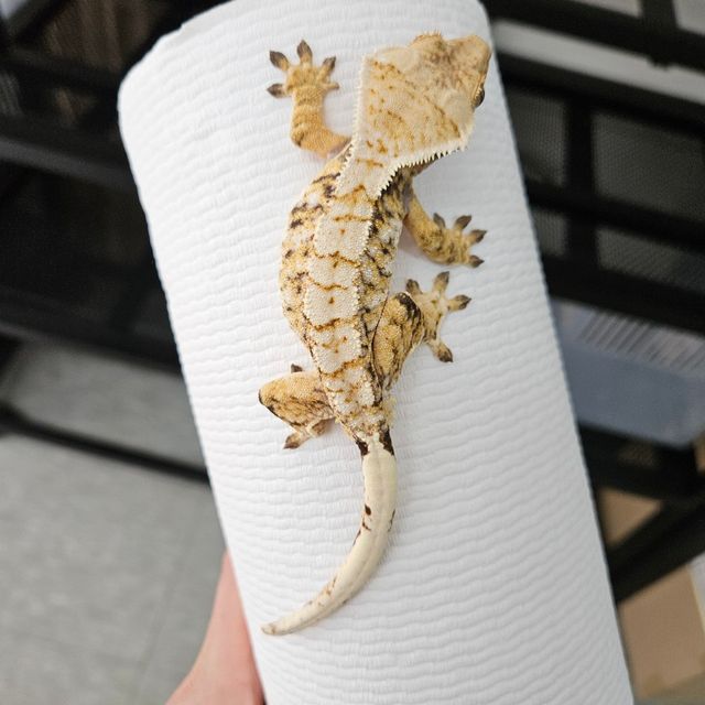 노멀 트라이
