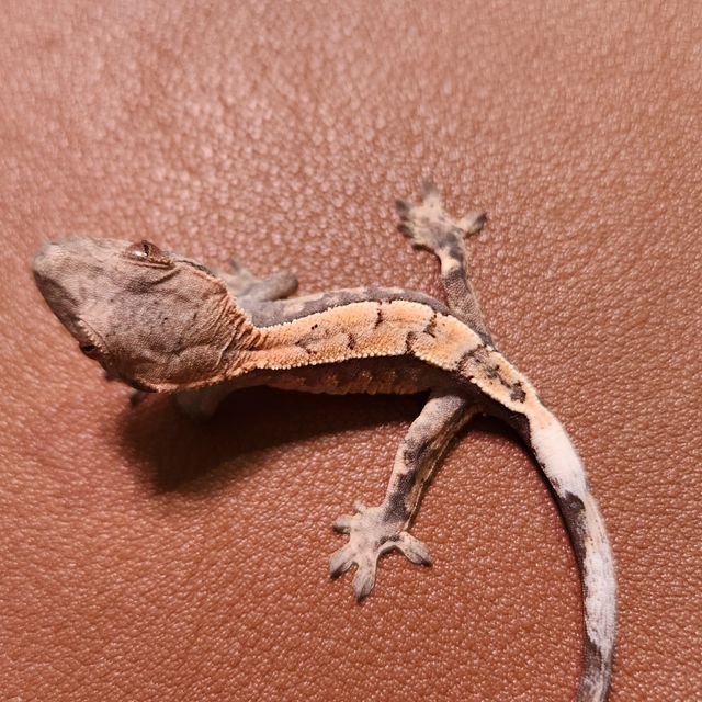 세이블 트라이