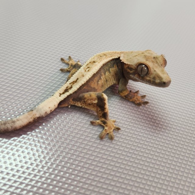 세이블 100%헷아잔틱 풀핀 솔리드백