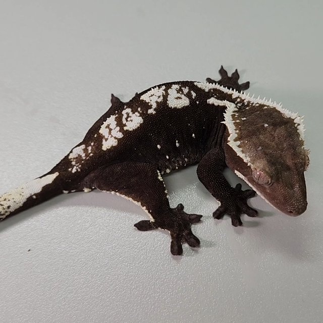 아잔틱 화이트핀 화이트스팟 다크 블랙